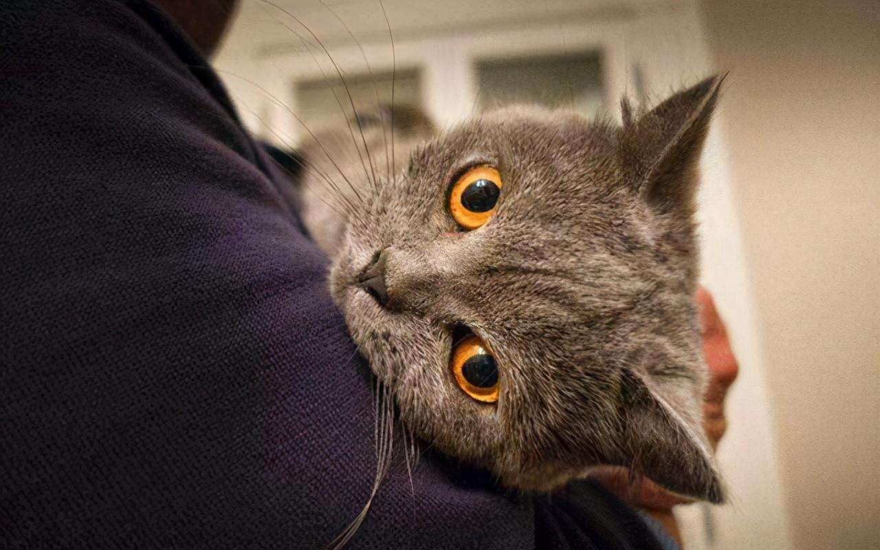 据说“招猫”喜欢的人，都有这几个特征，你中了几条？
