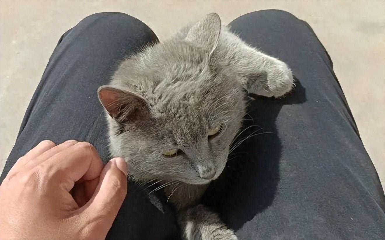 为什么有些人很招猫咪喜欢，传说中的吸猫体质有哪些特征？