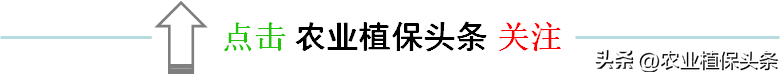 第二章、农业植物害虫害螨 第2节：昆虫的分类 2同翅目